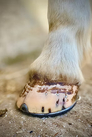 Horse Shoeing in North Yorkshire